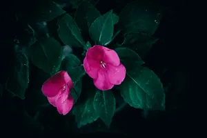 Two pink flowers with green leaves on a black background jigsaw puzzle