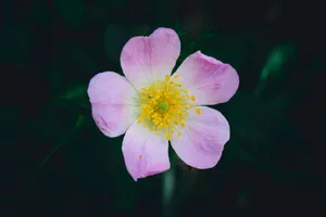 a close up of a pink flower with a yellow center jigsaw puzzle