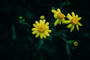a group of yellow flowers sitting on top of a lush green field jigsaw puzzle