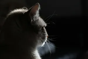a close up of a cat in the dark jigsaw puzzle
