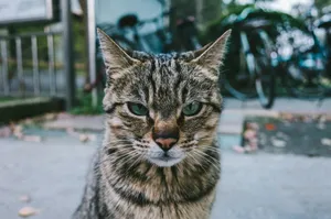selective-focus photograph of brown tabby cat jigsaw puzzle