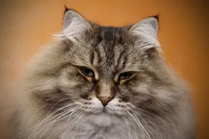 a cat looking at the camera jigsaw puzzle