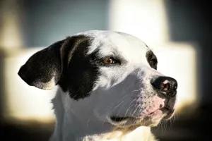 A close up of a dog's face with a window in the background jigsaw puzzle