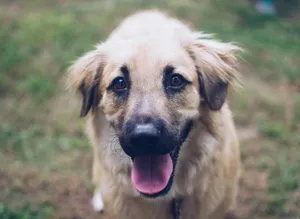 a brown dog standing on top of a lush green field jigsaw puzzle