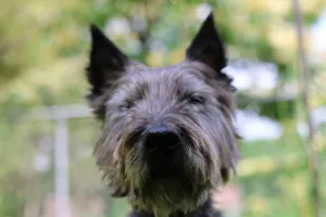 A shaggy black dog with pointy ears outdoors. jigsaw puzzle