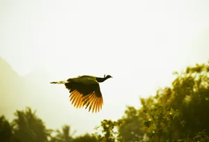 a large bird flying over a lush green forest jigsaw puzzle
