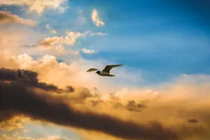 a bird flying through a cloudy blue sky jigsaw puzzle