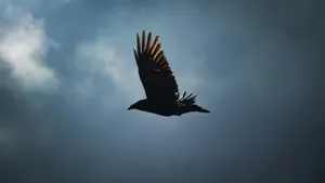 black bird flying under blue sky during daytime jigsaw puzzle