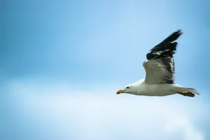 a white and black bird flying in the sky jigsaw puzzle