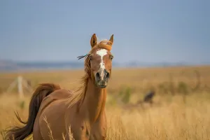 brown and white horse on orange grass field jigsaw puzzle