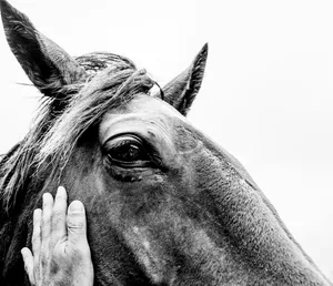 grayscale photo of horse head jigsaw puzzle