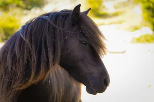 a couple of horses jigsaw puzzle
