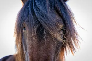 A close up of a horse's head and mane jigsaw puzzle