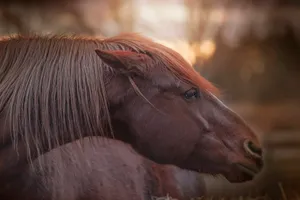 brown horse in tilt shift lens jigsaw puzzle
