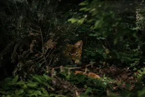 a cat is hiding in the bushes at night jigsaw puzzle