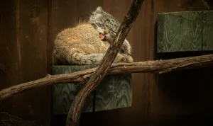 a cat lying on a branch jigsaw puzzle