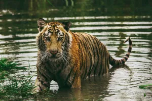 tiger jigsaw puzzle