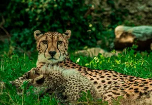 cheetah lying on green grass during daytime jigsaw puzzle