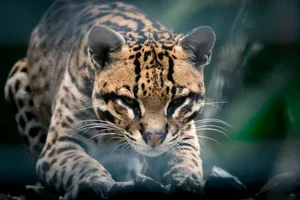 brown and black tiger in close up photography jigsaw puzzle
