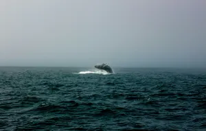 white and black boat on sea during daytime jigsaw puzzle