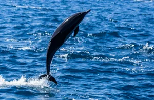A dolphin is jumping out of the water jigsaw puzzle