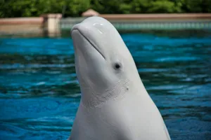 a close up of a dolphin in a pool jigsaw puzzle