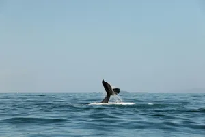 black whale on blue sea during daytime jigsaw puzzle