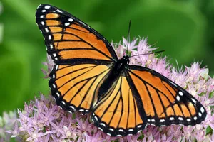 shallow focus photo of orange butterfly jigsaw puzzle