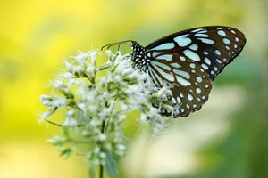 brown and blue butterfly pollinating on white petaled flower jigsaw puzzle