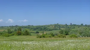 Green meadow with white flowers and rolling hills. jigsaw puzzle