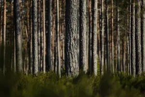 Peaceful pine forest with tall trees and dense undergrowth under natural daylight. jigsaw puzzle