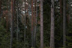 A serene view of a dense evergreen forest featuring tall tree trunks and lush foliage. jigsaw puzzle