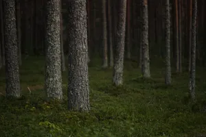 A tranquil view of a dense coniferous forest with tree trunks and lush green undergrowth. jigsaw puzzle