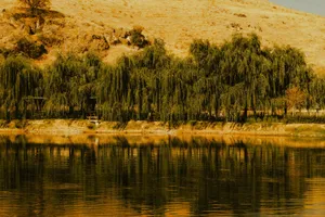 Tranquil lakeside view with green willows and golden hills reflecting in calm waters. jigsaw puzzle