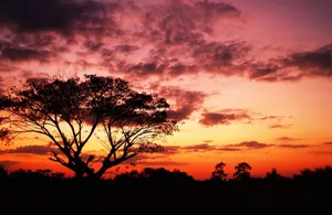 A majestic tree silhouetted against a dramatic sunset sky creates an enchanting natural scene. jigsaw puzzle