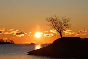 A tranquil sunset over the sea with a silhouette of a lone tree on the shore. jigsaw puzzle