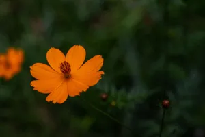 Stunning close-up of a bright orange cosmos flower against a lush green backdrop. jigsaw puzzle