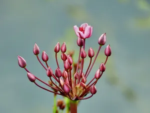 Delicate pink flower buds captured in a close-up shot with a soft-focus background. jigsaw puzzle