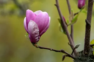 A vibrant pink magnolia blossom on a branch captures the essence of spring beauty. jigsaw puzzle