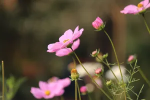 Vivid close-up of pink cosmos flowers with delicate petals and blurred background. jigsaw puzzle