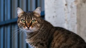 Close-up portrait of a tabby cat in Anadolu Kavağı, Istanbul. jigsaw puzzle