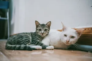 A cozy close-up of two domestic cats lounging inside on a wooden floor. jigsaw puzzle