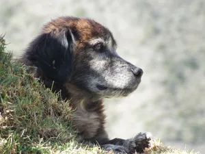 A serene dog rests on grass in the mountains, enjoying the outdoor nature. jigsaw puzzle