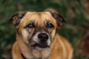 Detailed close-up portrait of a mixed-breed dog with a warm and attentive expression. jigsaw puzzle