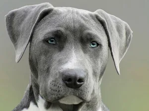 High-resolution close-up portrait of a gray dog with striking blue eyes, capturing elegant features. jigsaw puzzle