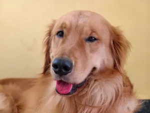 Close-up portrait of a happy Golden Retriever dog posing against a yellow backdrop. jigsaw puzzle