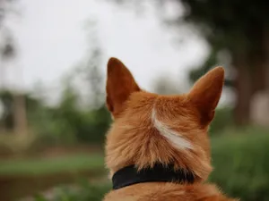 Close-up of a dog's head and ears from behind, outdoors in a natural setting. jigsaw puzzle