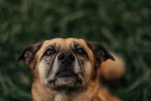Adorable mixed breed dog gazing upwards in a grassy outdoor setting. Perfect for pet lovers. jigsaw puzzle