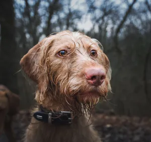 Close-up of a wet Vizsla dog with a collar in a forest setting, highlighting its expressive eyes and fur. jigsaw puzzle