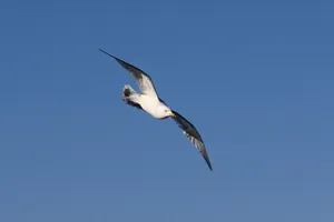 Majestic seagull flying gracefully against a clear blue sky background. jigsaw puzzle
